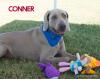 Connor Toys